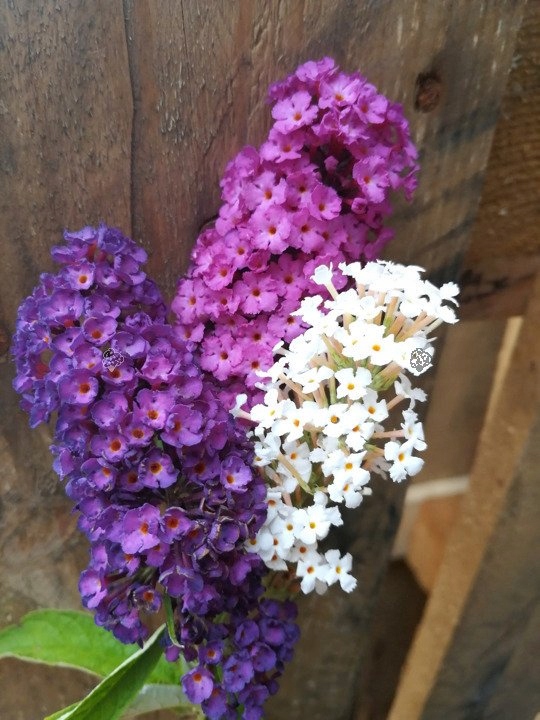 BUDLEJA TRÓJKOLOROWA ZESTAW 3 SADZONEK - MIODODAJNY MOTYLI KRZEW