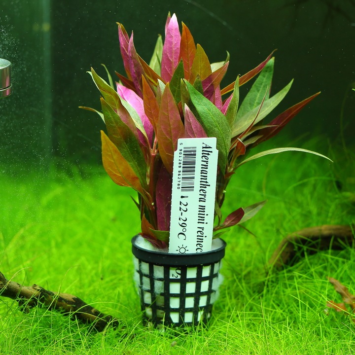 Alternanthera Reineckii Mini Rośliny do akwarium