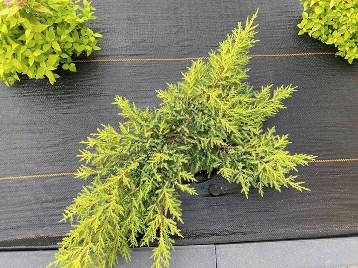 AGROTKANINA 90g 1,6x50m CZARNA AGROWŁÓKNINA UV 3% ANTYCHWASTOWA +