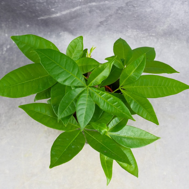 Pachira Aquatica Pachira wodna drzewko szczęścia! D9cm TYPU BONSAI