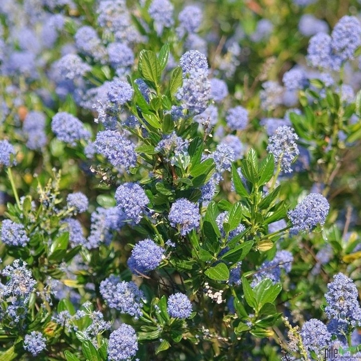 Prusznik niebieski VICTORIA zimozielony SADZONKA niebieski DŁUGO