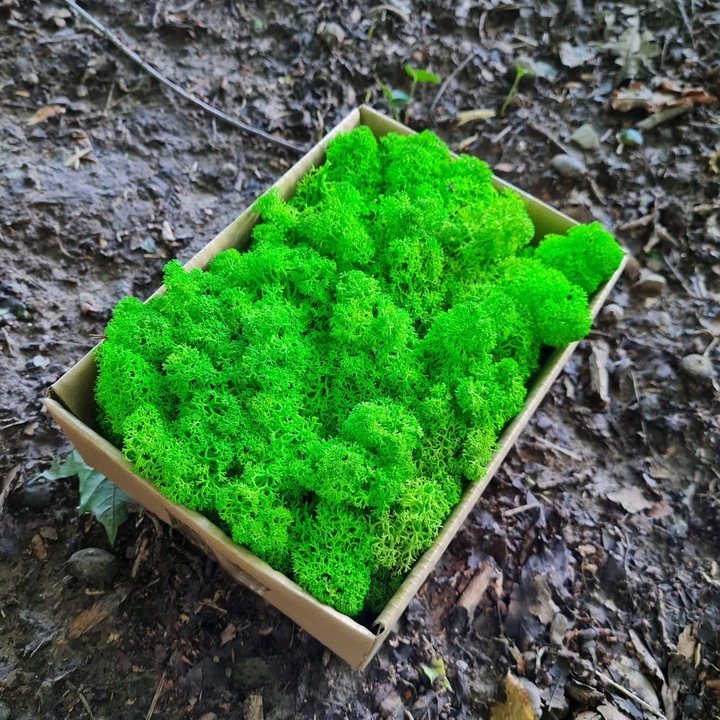 Mech Reniferowy Chrobotek Jasno Zielony 500 Pakowane Osobno Warsztaty