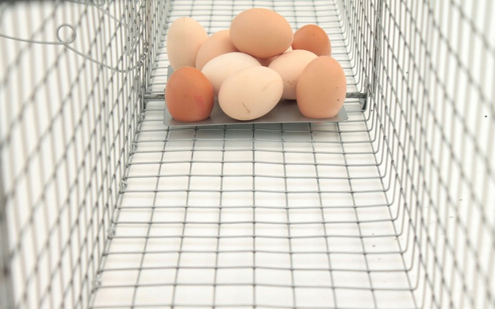 Klatka pułapka łapka na kunę SKNK2W 102.20.17