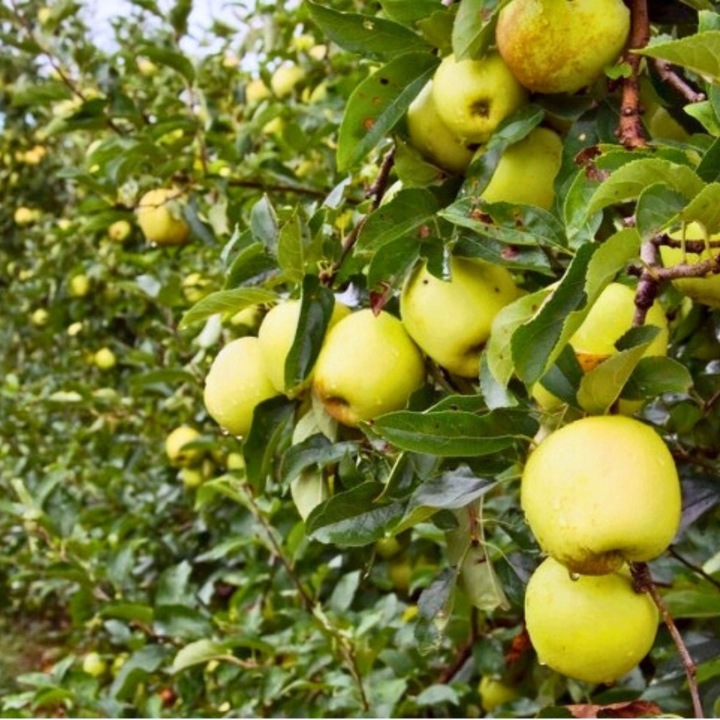 SADZONKI DRZEWKA OWOCOWE JABŁOŃ SZARA RENETA NAJLEPSZA CENIONA DO