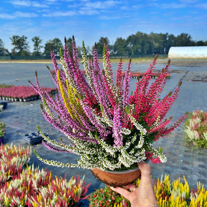 Wrzos Misa Jesienna Kompozycja Czterokolorowa Ładne Kolorowe Donice