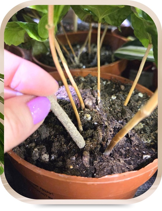 Pałeczki Nawozowe na Szkodniki Ziemiórki Przędziorki Tarczniki 100