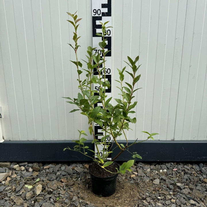 Zestaw Borówka amerykańska