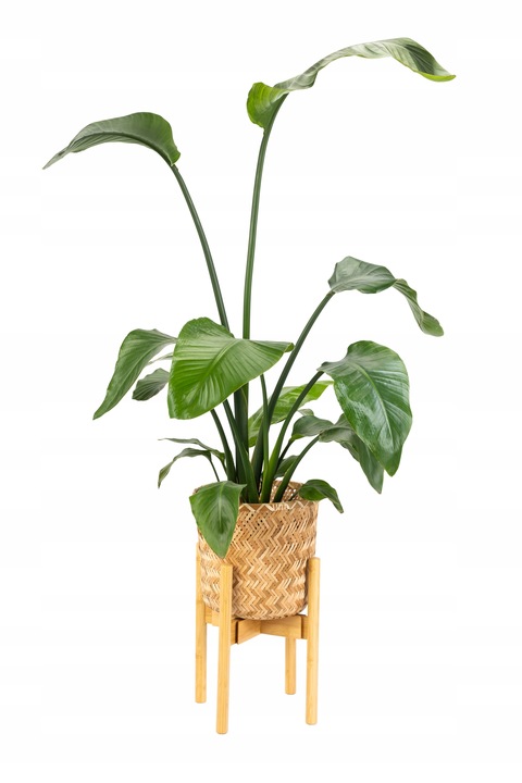 Kwietnik stojący REGULOWANY 25-36 drewniany stojak na kwiaty rośliny NEST