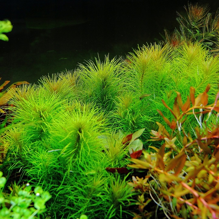 Rośliny do akwarium Pogostemon Erectus Piękny