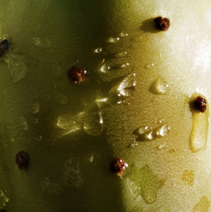 ~Hej dziewczyno, Olej z Opuncji Figowej, 100% BIO Organiczny, Premium, 30ml