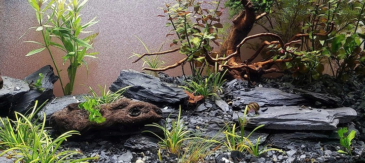 Aranżacja do Akwarium Łupek Drzewiasty Czarny 5kg