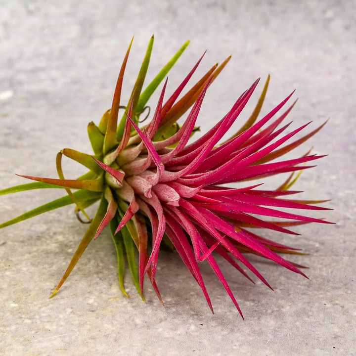 Tillandsia OPLĄTWA ionantha Intensywnie czerwona W ZIMOWYM OPAKOWANIU