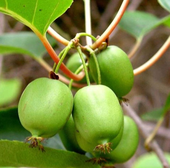 MINI KIWI Aktinidia ISSAI SAMOPYLNE obupłciowa sadzonka SMACZNE owoce