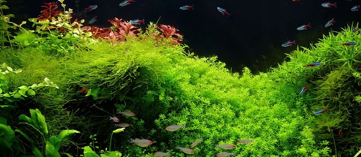 Zestaw nawozów 3x500ml CARBO MACRO MICRO akwarium