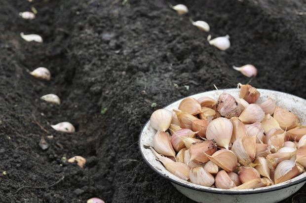 ZIMOWY ZESTAW DO SADZENIA 2x Dymka + Czosnek Harnaś 500g