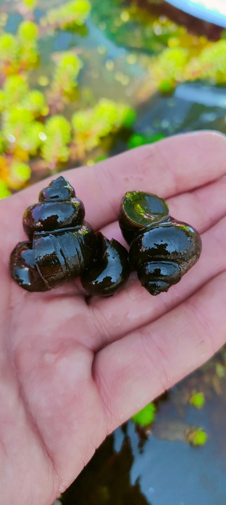 5 x Ślimak do oczka Żyworodka pospolita Filtruje