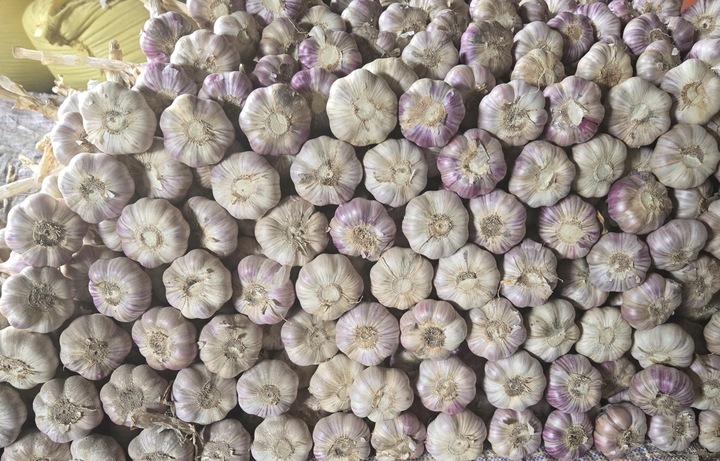 Czosnek polski świeży 1 Kg Harnaś 5-6cm