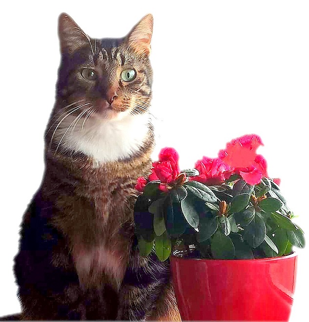 VERMICON KOT KROPLE KLESZCZE PCHŁY KOMARY 3szx1ml