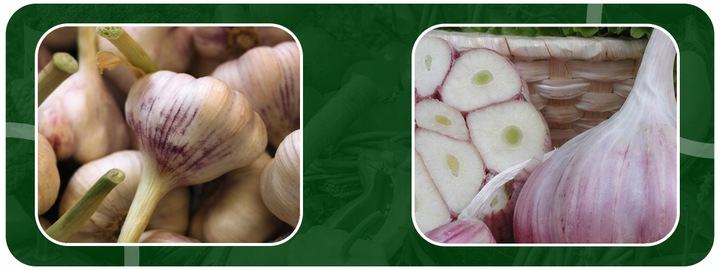 CZOSNEK ZIMOWY HARNAŚ 5,5CM – DUŻE ZĄBKI POLSKA JAKOŚĆ MOCNY PLON