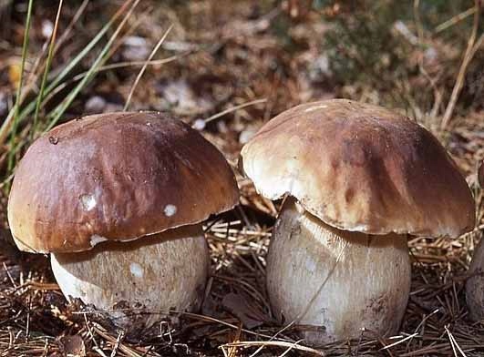 Grzybnia Borowik Szlachetny – Mikoryza, Grzyby do Ogrodu