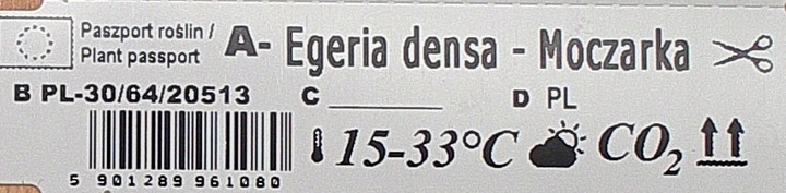 Moczarka Argentyńska Rośliny do akwarium ŁATWA