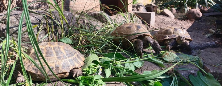 Podłoże dla żółwia do terrarium Ziemia dla żółwia Testudo Soil Original 25L