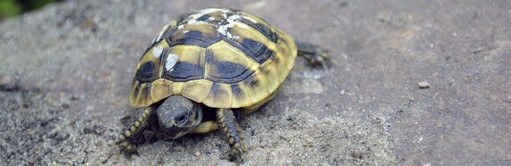 Podłoże dla żółwia greckiego stepowego lądowego Testudo Soil Baby 10 L
