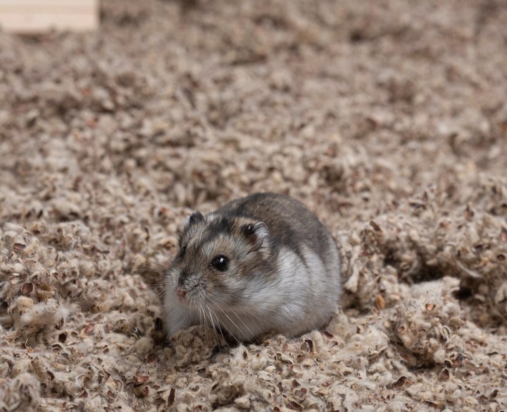 COMFY COTTON BEDDING PODŁOŻE BAWEŁNIANE 10L