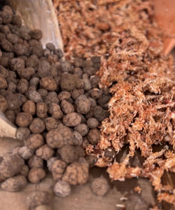 Palik z mchu 80cm sphagnum Podpora do roślin