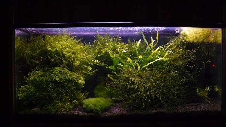 Czarny Piasek Żwirek do Akwarium Naturalny Doskonały dla Roślin 24kg 2-3mm