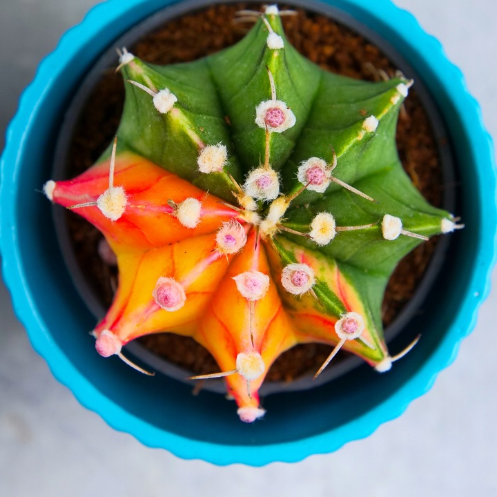 KOLOROWY KAKTUS Gymnocalycium mihanovichii Variegata NA KAŻDĄ OKAZJĘ