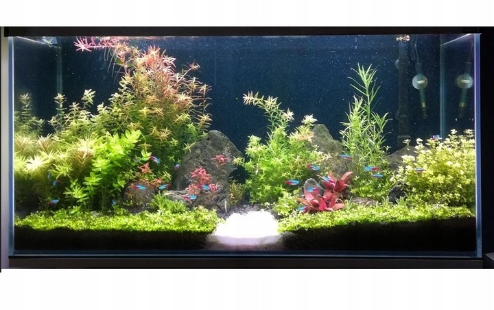 ZESTAW ROŚLIN ŁATWYCH W UPRAWIE NA TRZY PLANY DO AKWARIUM + GRATIS PĘSETA