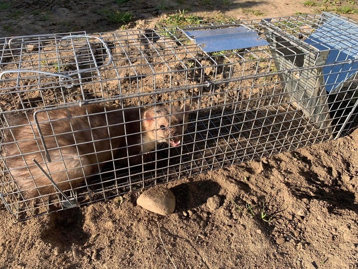 ŻYWOŁAPKA, PUŁAPKA, NA SZCZURY, KUNY, NORKI, TCHÓRZE, KOTY, ŁAPKA