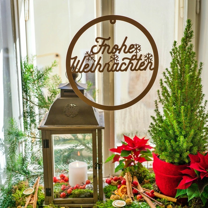 ŚWIERK CONICA ŁADNA CHOINECZKA DO DOMU I OGRODU CAŁOROCZNA SADZONKA W DONIC