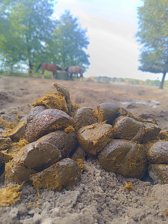Nawóz ekologiczny koński obornik BEZ SŁOMY świeży do sadu ogrodu 50L