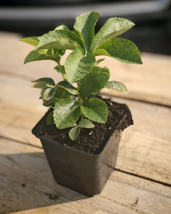 CIEMIERNIK DOUBLE ELLEN RED KWITNIE CAŁĄ ZIMĘ - SADZONKA P11/1 LITR