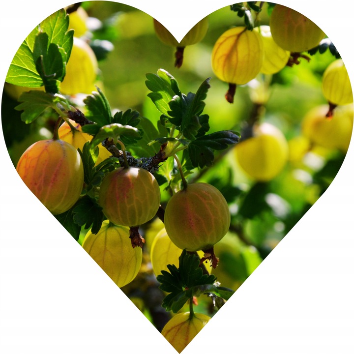 Agrest ukraiński POMARAŃCZOWY - duże słodkie owoce, BARDZO PLENNY