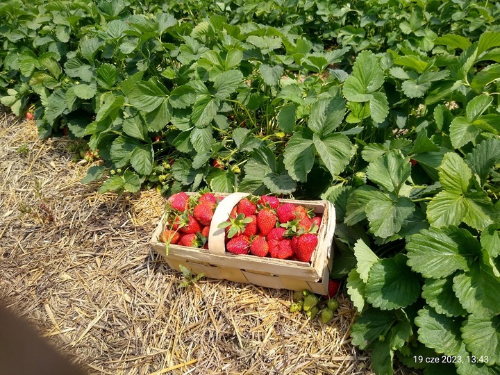 TRUSKAWKA TRUSKAWKI SADZONKI TRUSKAWEK DONICZKOWANA GIGANT