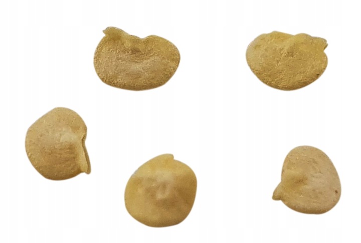ZESTAW DO UPRAWY PAPRYKA CHILI DE CAYENNE PAPRYKA OSTRA NASIONA 5 SZT