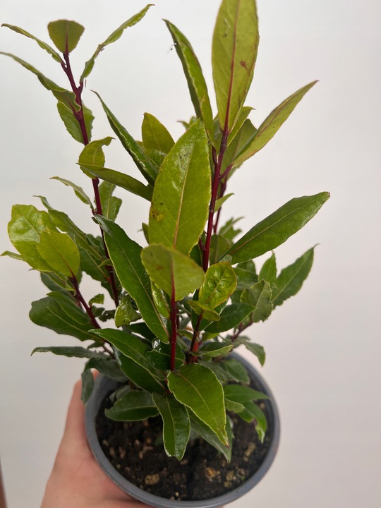 Liść laurowy przyprawa do kuchnii dodatek do zup