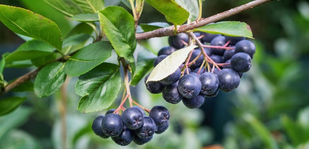 3x BestForKids Best Lab witaminy dla dzieci 30 żelek BestLab Best For Kids