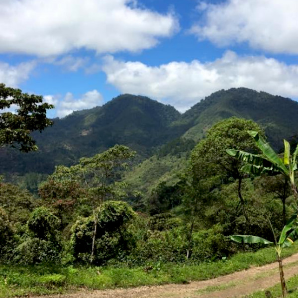 Kawa ZIELONA ziarno do palenia Nikaragua SHG 1kg