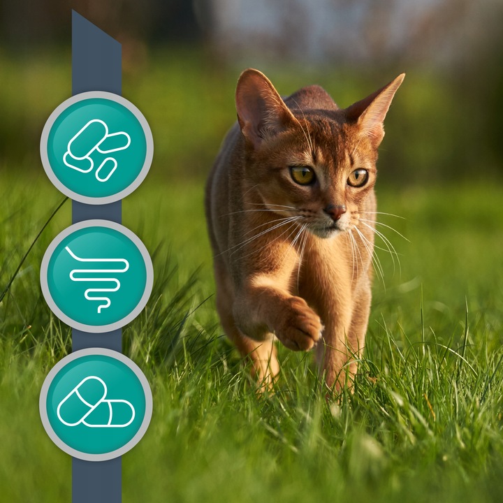 Suplement dla psów i kotów przeciw zjadaniu odchodów Vet Expert Coprovet