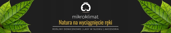 Tillandsia OPLĄTWA ionantha Intensywnie czerwona W ZIMOWYM OPAKOWANIU