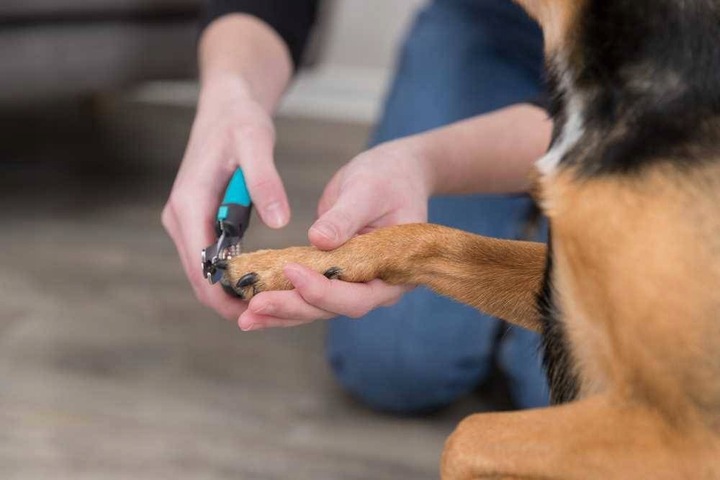 Trixie OBCINACZKI De Luxe DO PAZURÓW gilotyny 12cm