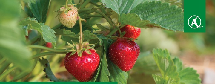 Nawóz Florovit Agro Complex NPK 12-11-18 25kg NISKA ZAWARTOŚĆ CHLORKÓW