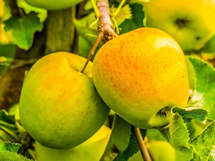 Jabłoń JONAGOLD odmiana ŁATWA W UPRAWIE o BARDZO DUŻYCH i smacznych