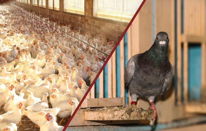 OPRYSK ŚRODEK PREPARAT NA ROZTOCZA PTASZYŃCA DO KURNIKA GOŁĘBNIKA 100ML