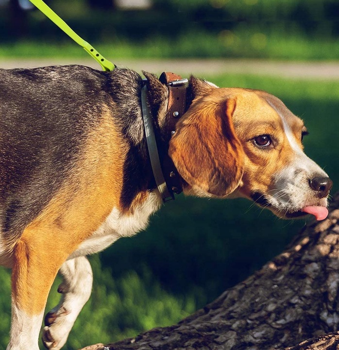 SMYCZ TRENINGOWA dla Psa MOCNA BIOTHANE PVC 10m