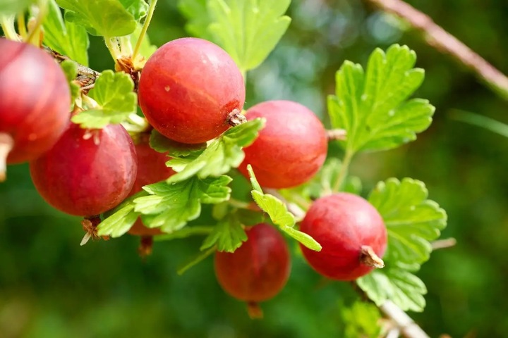 AGREST TRIUMF NA PNIU CZERWONY PLENNY wyjątkowo soczyste i zdrowe